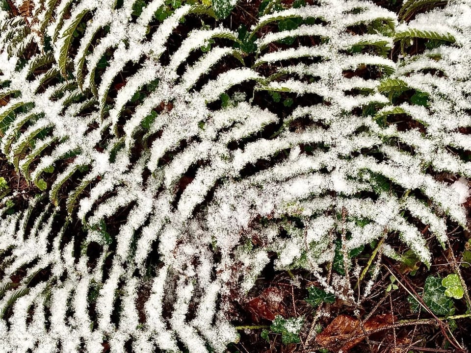 1. April: Mühleberg/BE ein Schümli Schnee auf einem Farn.