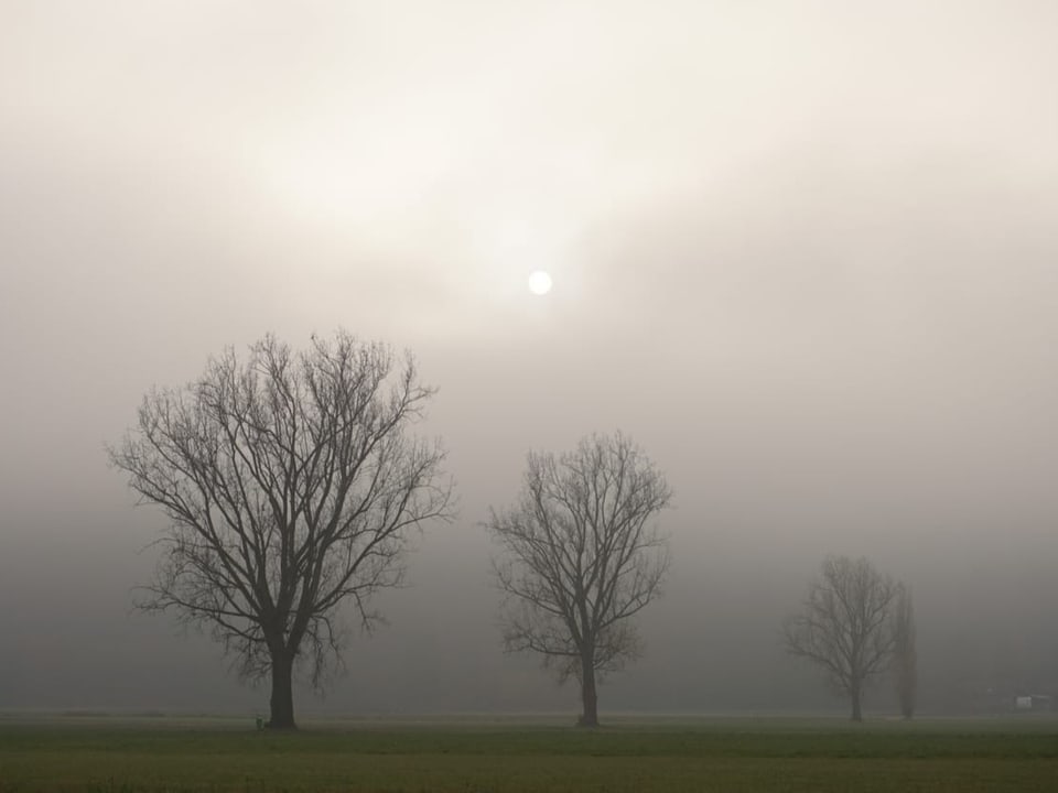 Bäume im Nebel