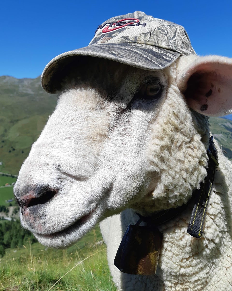 Schaf mit Kappe.