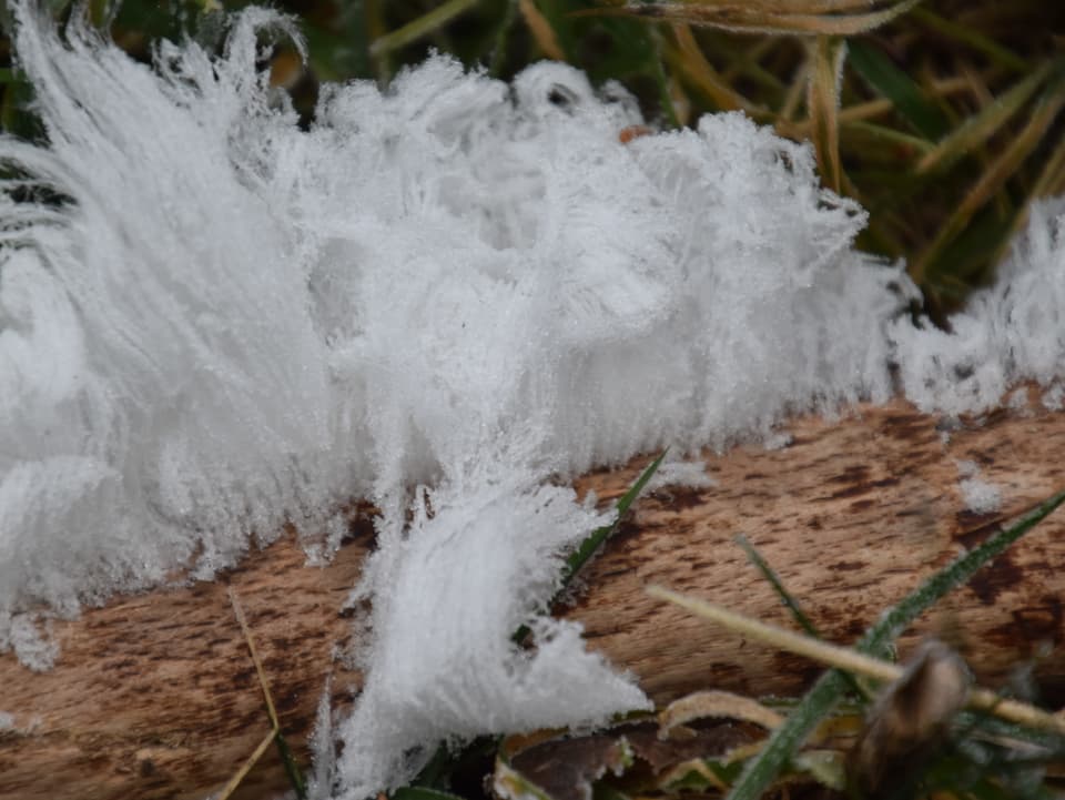 Tausende von dünnen Eisfäden scheinen aus einem Holzstück zu wachsen.