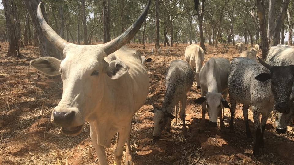 Kühe in Nigeria.