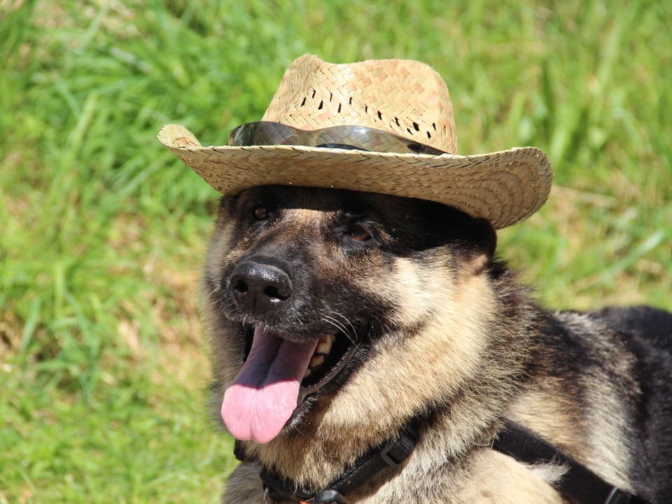 Hund mit Hut.