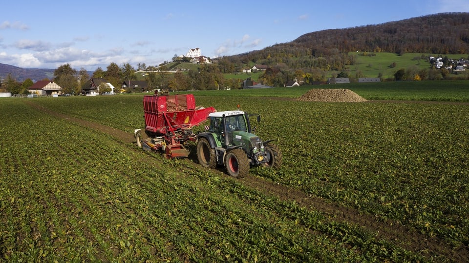 Zuckerrübenernte im Kanton Aargau. Ein landwirtschaftliches Fahrzeug auf weitem Feld.