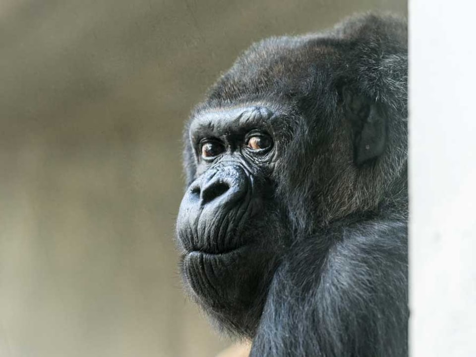 Gorillaweibchen Goma 
