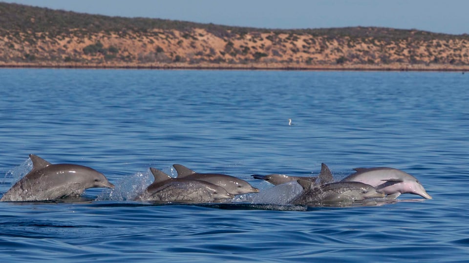 Ein Delfinschwarm springt aus dem Wasser