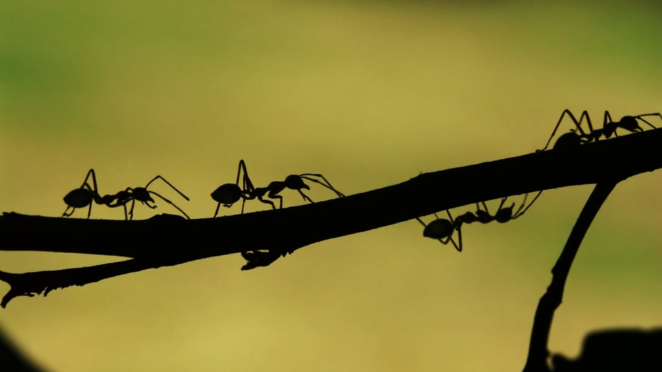 Tropische Ameisen schützen sich mit dunkler Hautfarbe vor der gefährlichen UV-Strahlung