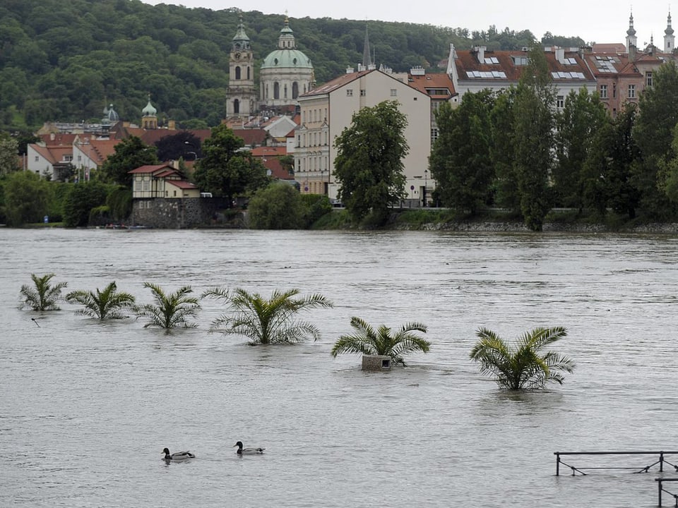 Eine mehrere Meter hoch überflutete Palmen-Promenade in Prag. (keystone)