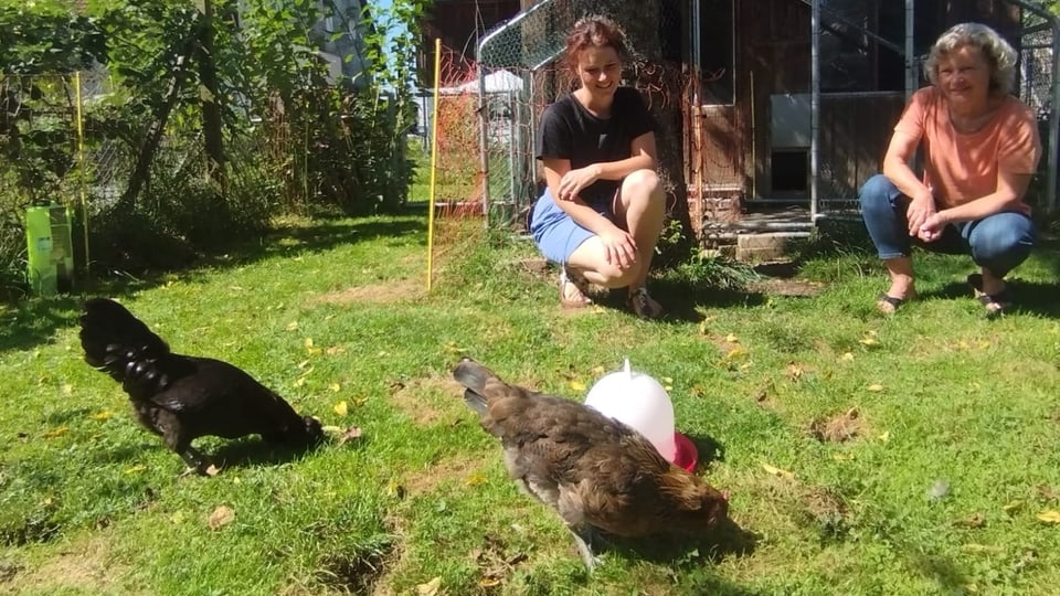 Bauernhof in Treffen - Kärntner Hühner tragen Warnwesten: Raser