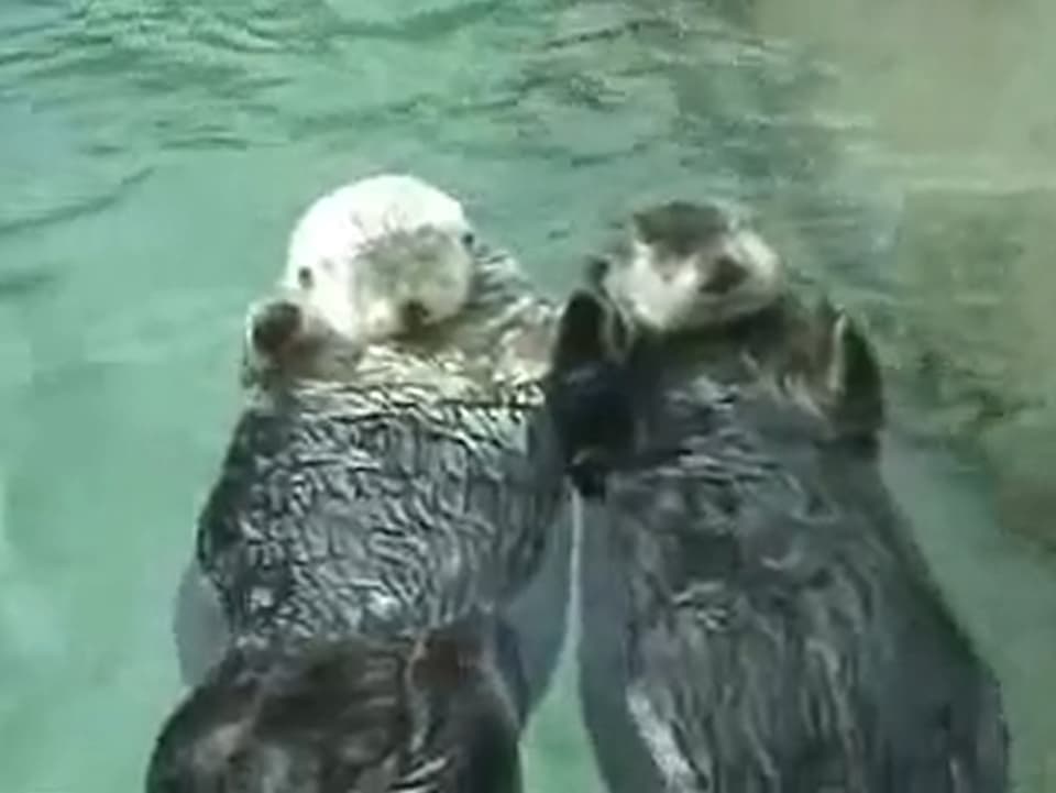 Um nicht auseinanderzudriften, halten sich Otter beim Bad im Zoo-Pool an den Pfoten.  