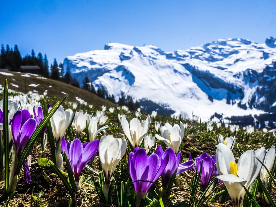 Im Vordergrund blühende Frühlingsblumen, dahinter verschneite Berge.