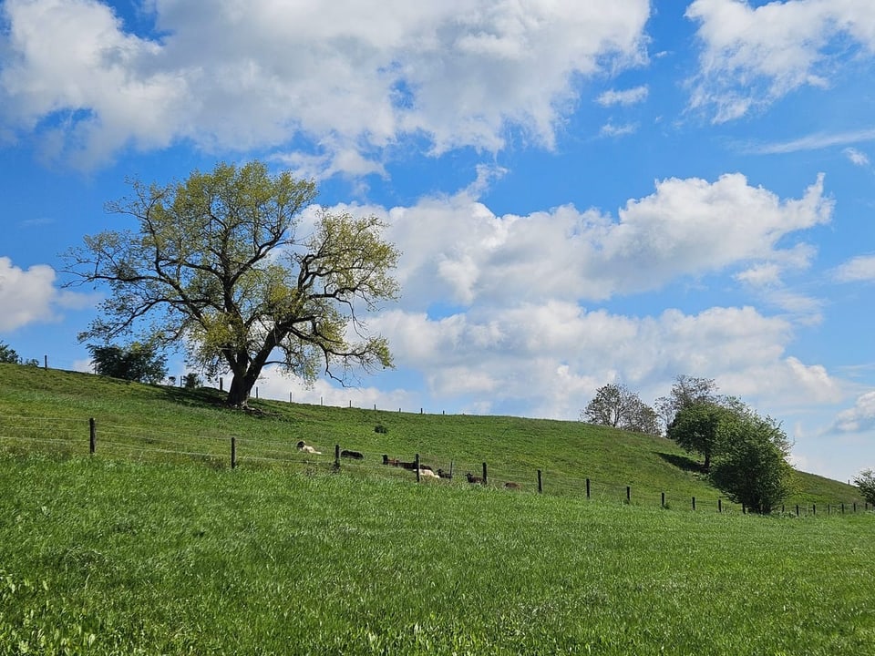 Grüne Wiese mit Schafen und einem grossen Baum unter blauem Himmel mit Wolken.