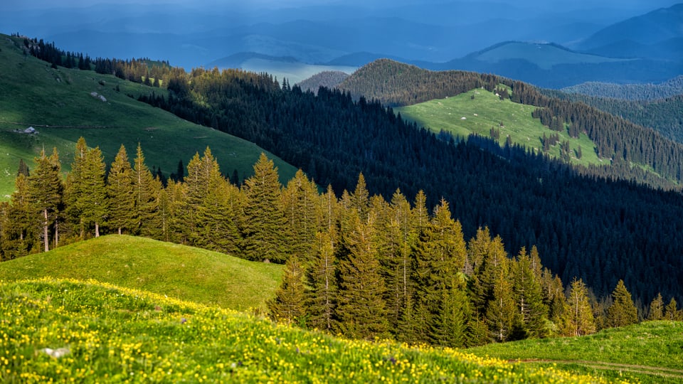 Bewaldete Landschaft in Rumänien.