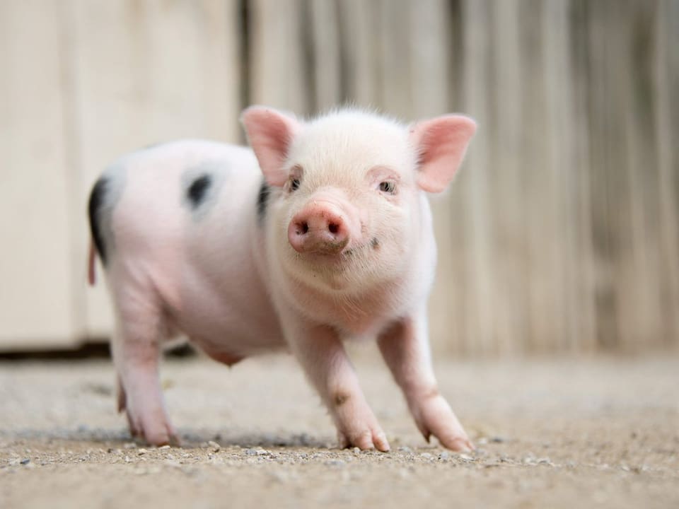 Ein kleines Schweinchen im Bauernhof.