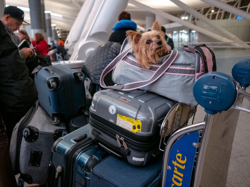Ein Hund in einer Tasche auf einem Gepäcktrolley.
