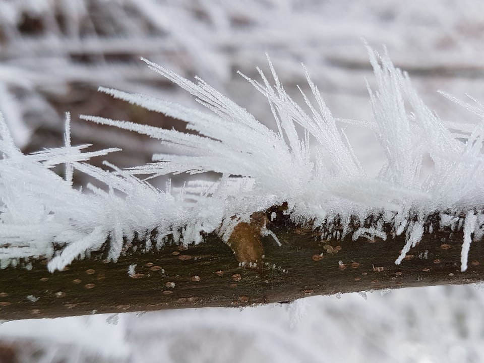Lange Eiskristallnadeln - Raureifkristalle - an einem Zweig