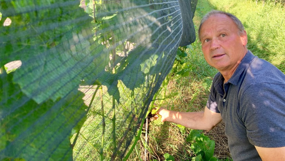 Winzer Christian Herzog: «Wenn wir nicht Auslauben kann Mehltau die ganze Ernte vernichten.»