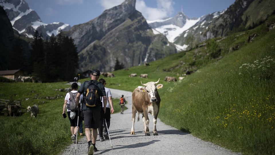 Wanderweg mit Wanderern und einer Kuh