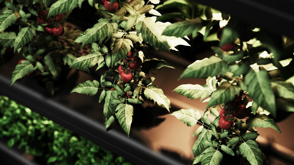 Ein Pflanze mit grossen grünen Blättern und roten Früchten wächst aus Balken heraus.