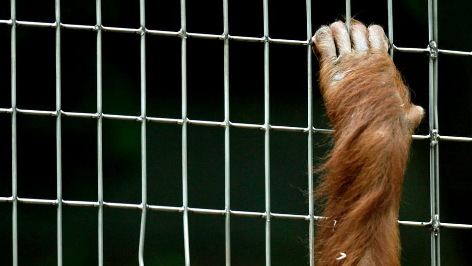 Affenarm hält sich an einem Gitter fest.