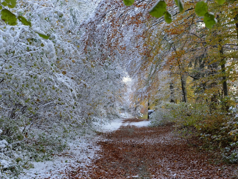 Blick in den Wald: Während der Waldweg schneefrei ist, liegt auf den umliegenden Bäumen eine feine Schicht Schnee.