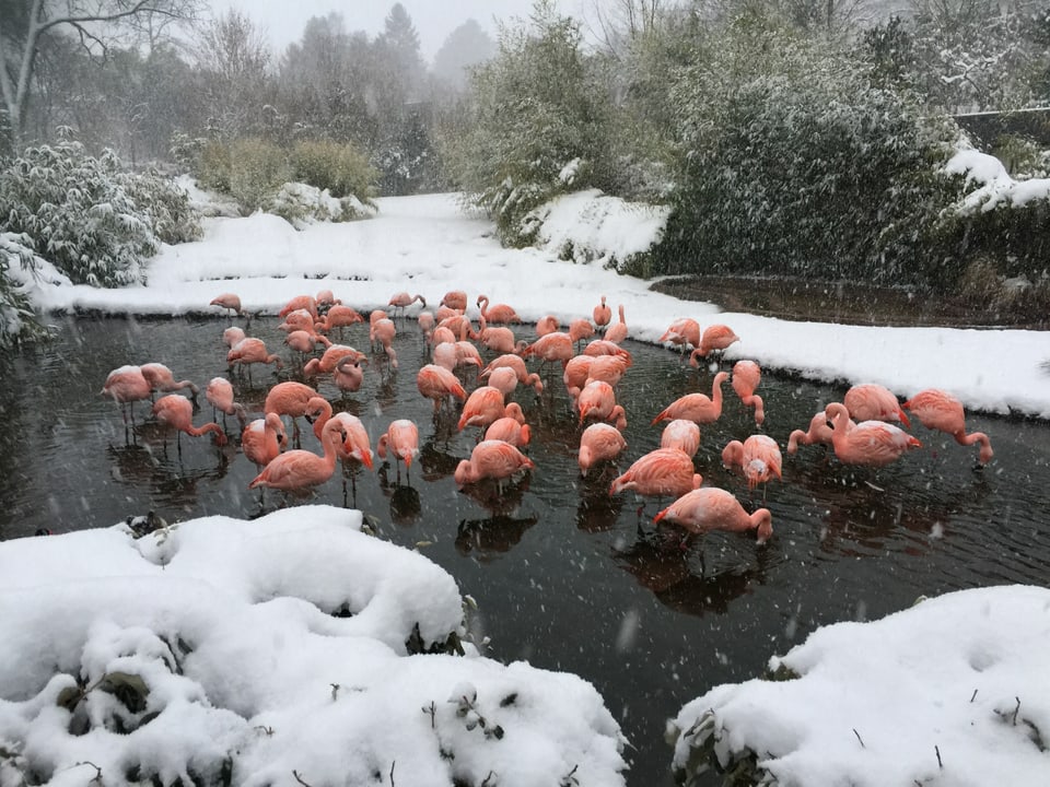 Die Flamingos bei Schneefall in ihrem Teich.