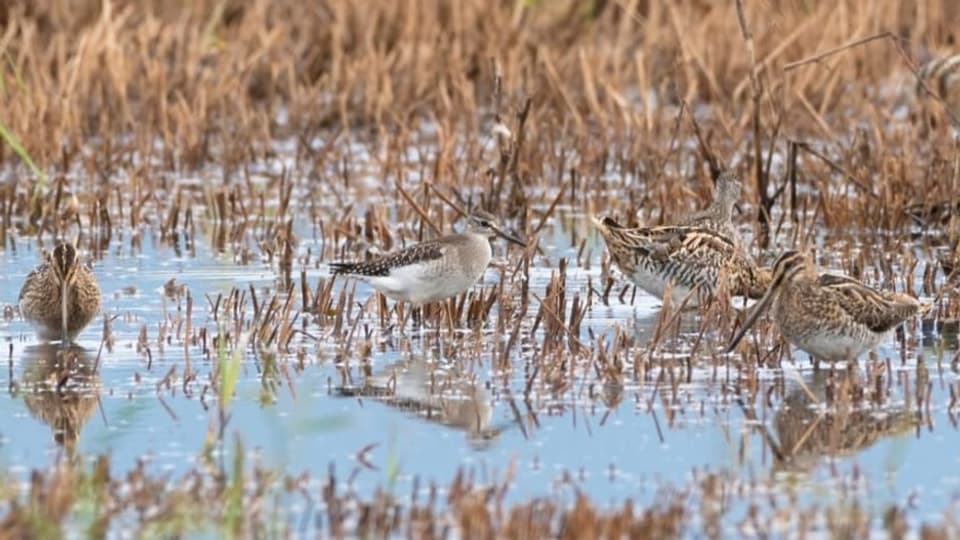 Vier Vögel im überschwemmten Feld. 