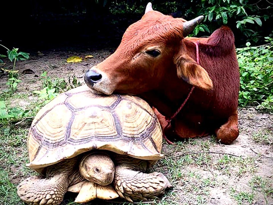 Simon das Rind stützt seinen Kopf auf der Schildkröte Leonardo ab. Die beiden leben in der Tier-Auffangstation der Wildlife Friends Foundation Thailand (WFFT)