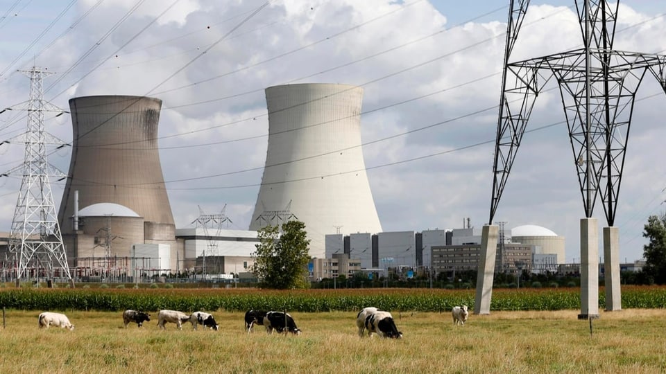 Zwei Türme von Atomkraftwerken, im Vordergrund Kühe