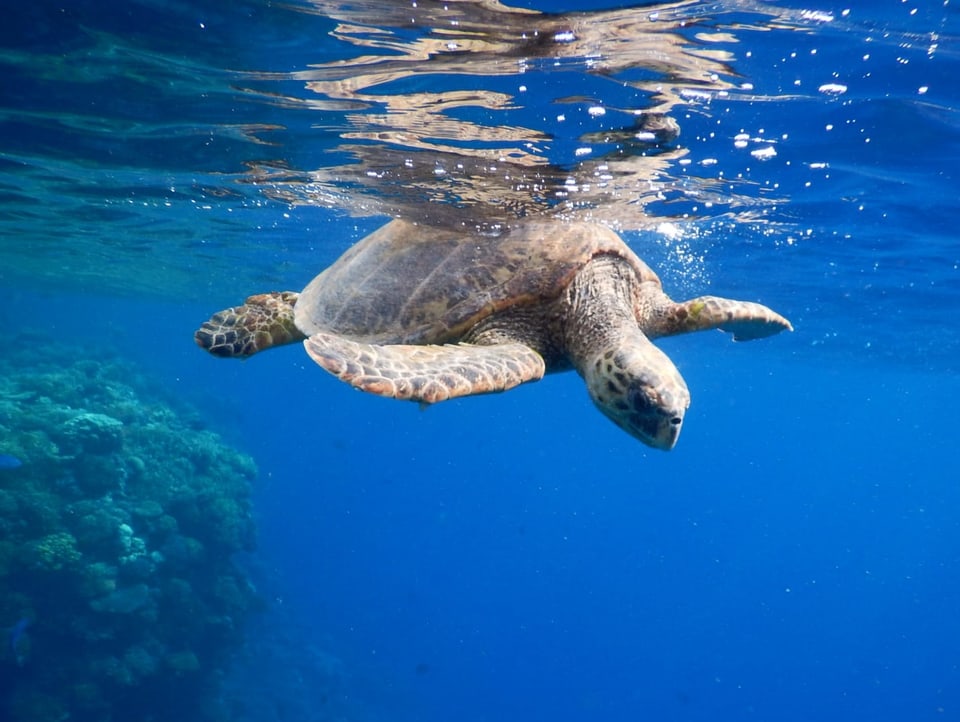 Schildkröte ganz nah unter Wasseroberfläche