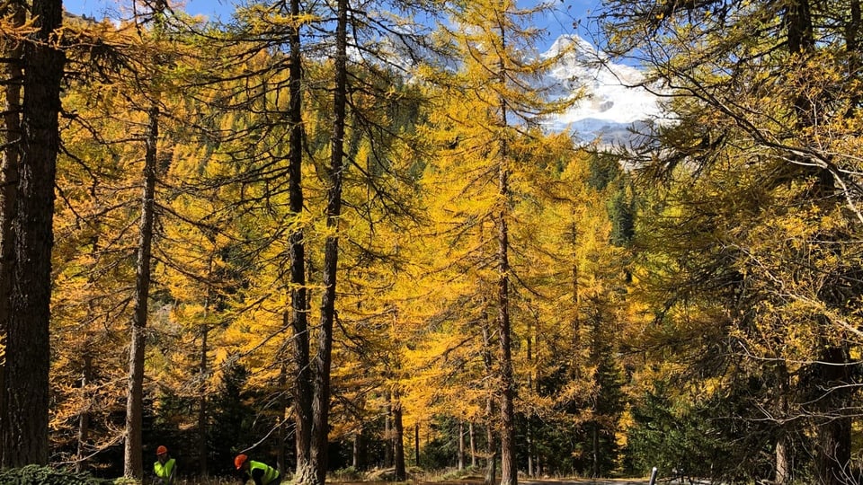 Wald im Herbst