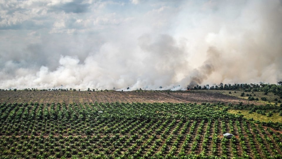 Rauch durch Rodungen über den Palmölfeldern in der indonesischen Provinz Riau.