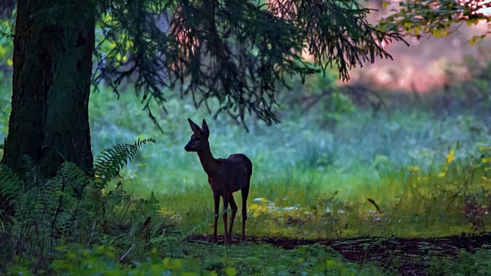 Zerstörte Unschuld: «Wer hat Bambi getötet?» von Monika Fagerholm