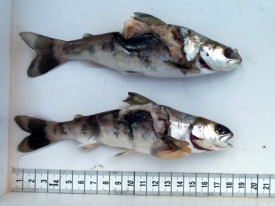 Auf dem Bild sind zwei zerschnittene Lachse zu sehen.