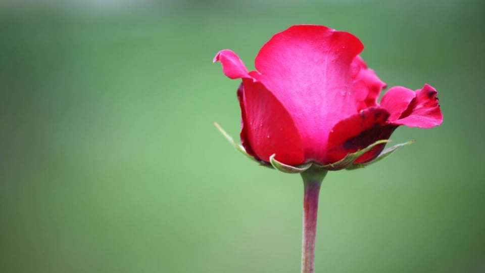 Auf dem Bild ist eine Rose zu sehen.