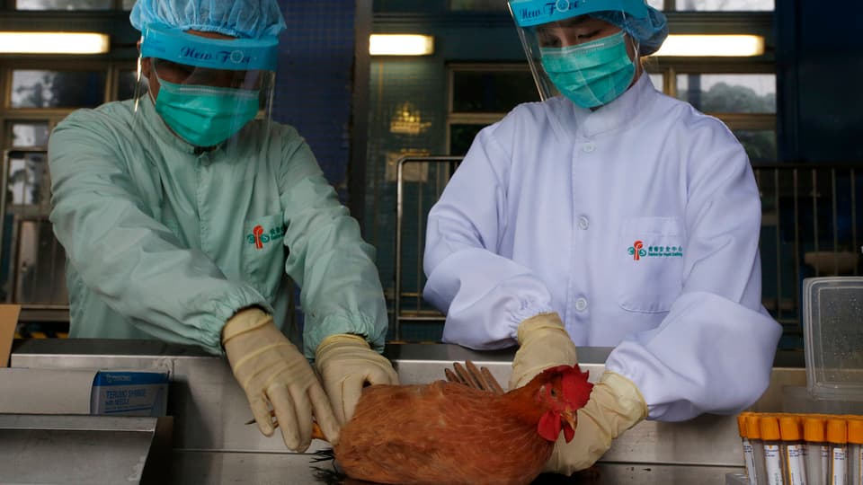 Massentests bei Geflügel: Staatliche Helfer bei einer Blutabnahme vor einer Woche in Hongkong.