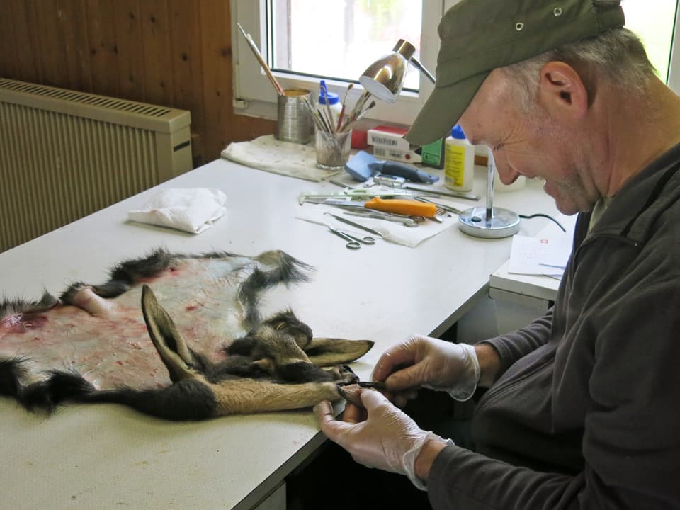 Mann arbeitet mit Skalpell an Tierhaut.