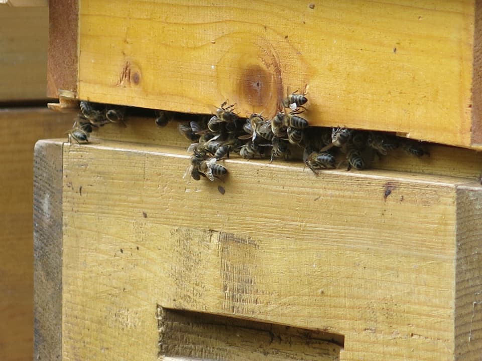 Bienen vor einem Bienenkasten
