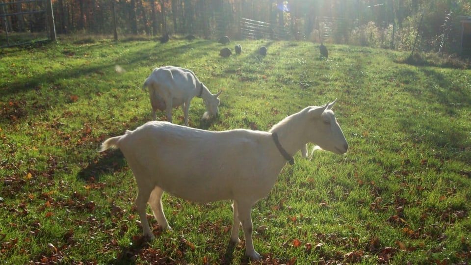 Foto weisse Ziegen auf grünem Gras, im Hintergrund schemenhaft einige Hühner