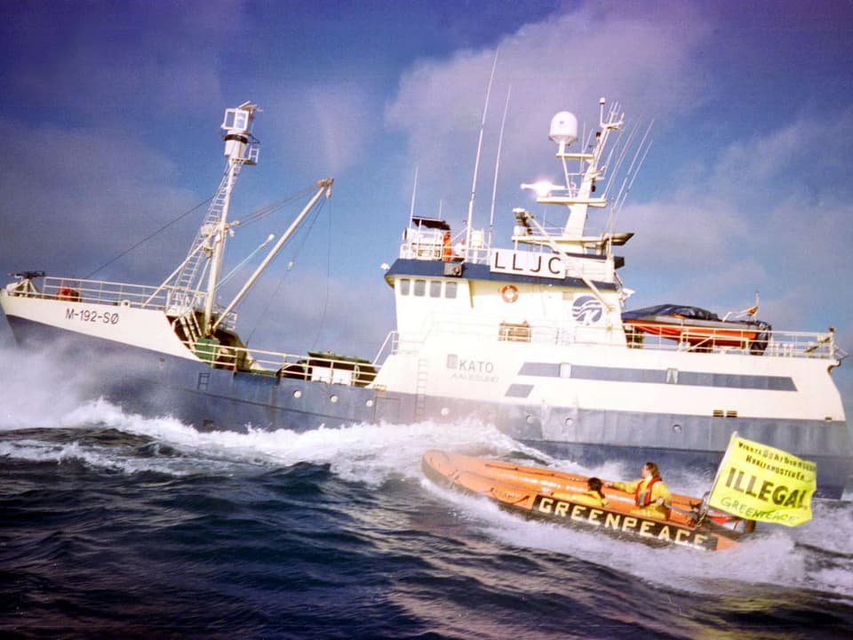 Ein Greenpeace-Boot vor einem Walfänger