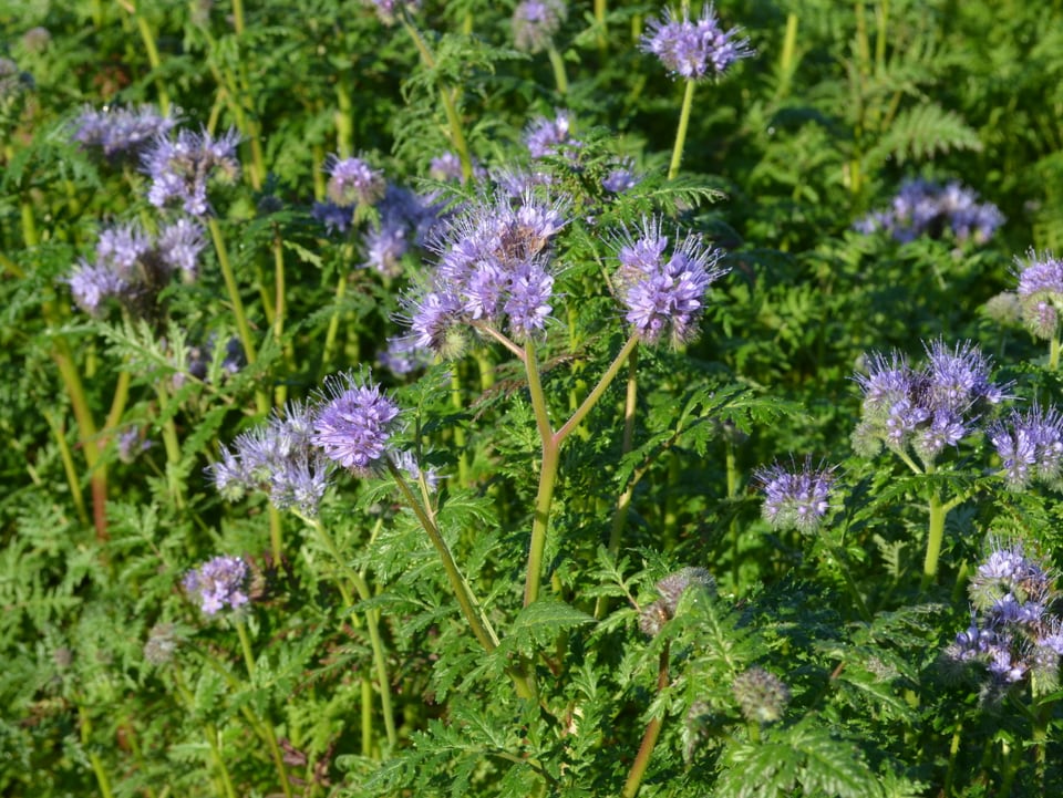 Pflanze mit violeten Blüten