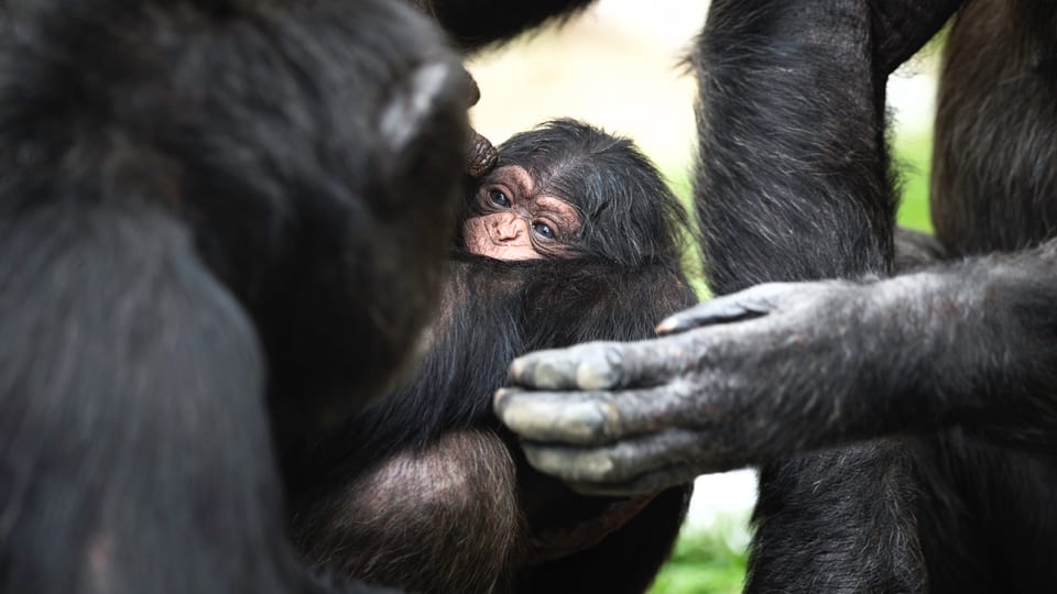 Schimpansen-Baby schmiegt sich an die Mutter. 