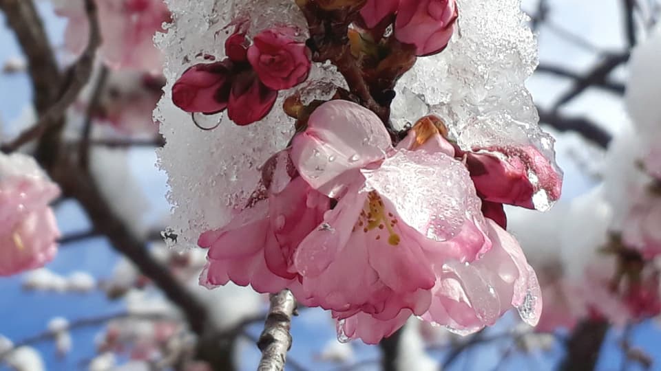 Kirschblüte im Schnee