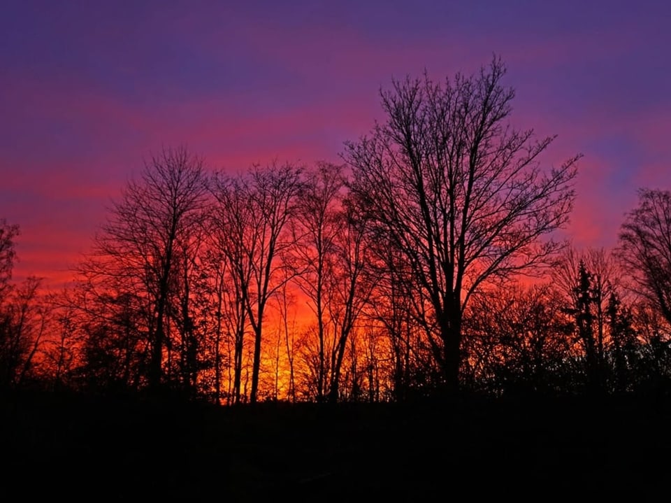 Dunkle Silhouetten von winterlichen Bäumen zeichnen sich gegen einen orange-violetten Sonnenuntergang. 