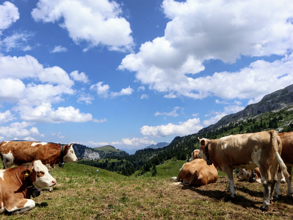 Kühe auf Weide im Vordergrund. Dahinter blauer Himmel mit Schönwetterwolken. 