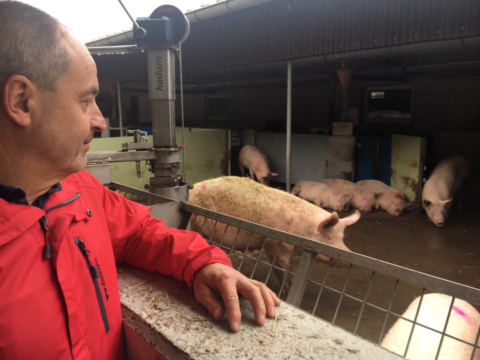 Bauer trägt rote Jacke und blickt auf die Schweine.