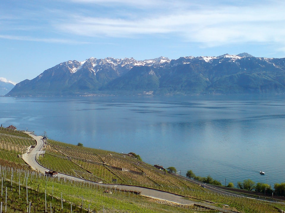 Blick über die Rebberge und den Genfersee auf die Alpenkette im Hintergrund.