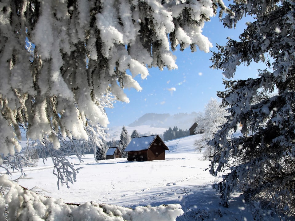 Der Blick zwischen zwei verschneiten Bäumen hindurch auf eine liebliche Winterlandschaft mit zerstreuten Bauernhäusern. Der Himmel ist stahlblau.