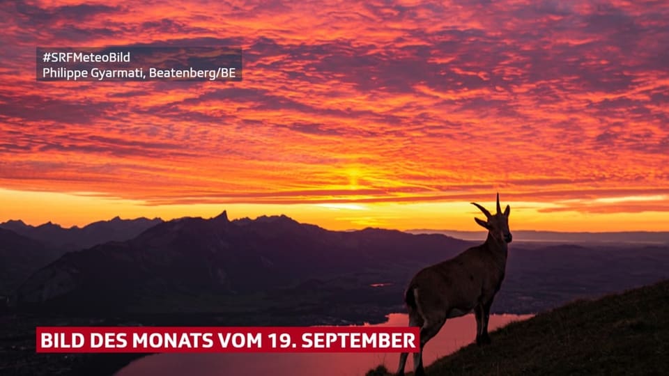 Steingeiss im Abendrot