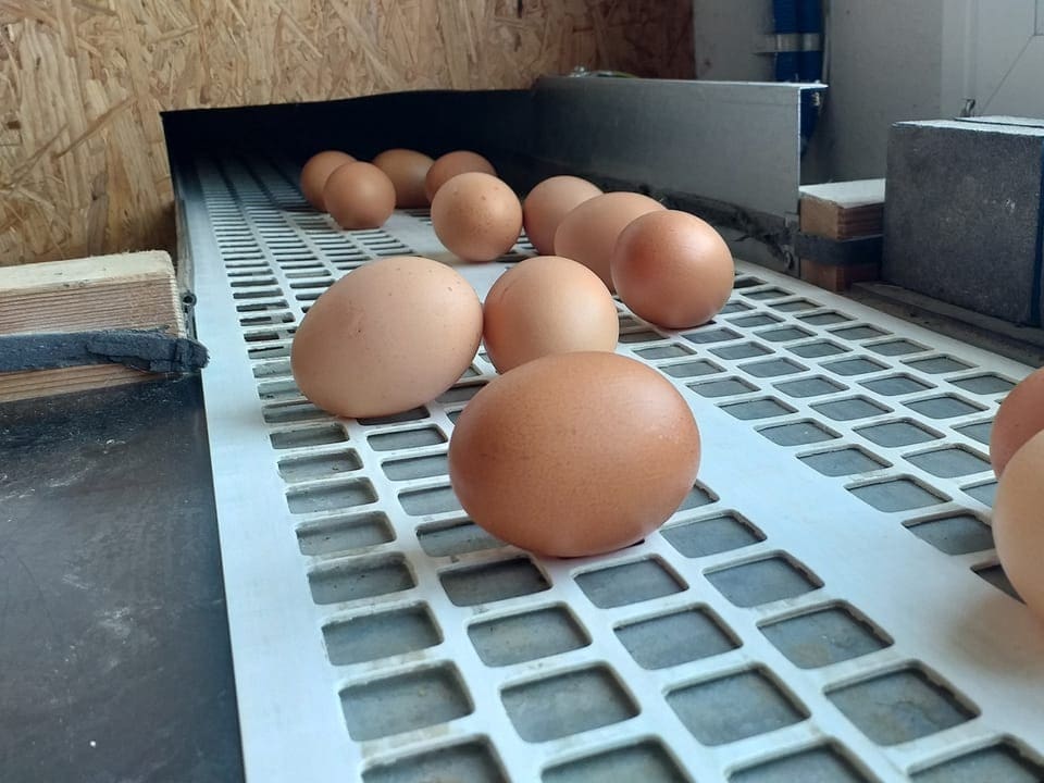 Braune Eier auf einem grauen Förderband.