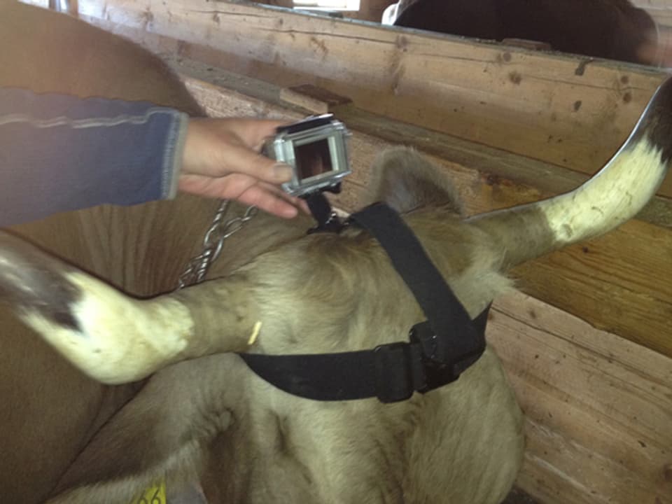 Nach mehreren Versuchen ist die Kamera auf dem Kuhkopf befestigt.